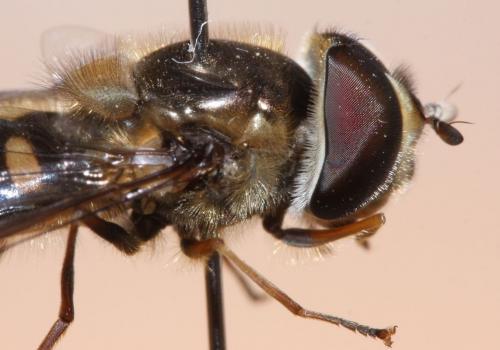 Scaeva mecogramma
