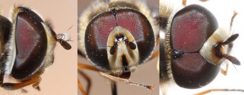 Scaeva mecogramma