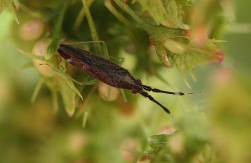 Heterotoma planicornis