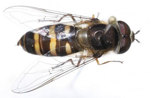 Scaeva mecogramma