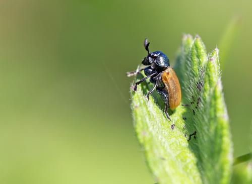 Réf. 59 677 : Labidostomis sp.