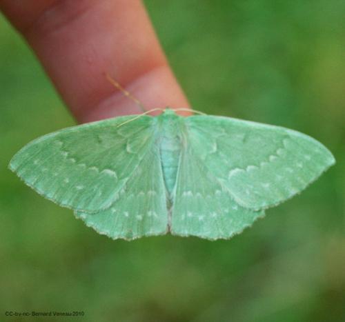 Réf. 59 717 : Geometra papilionaria