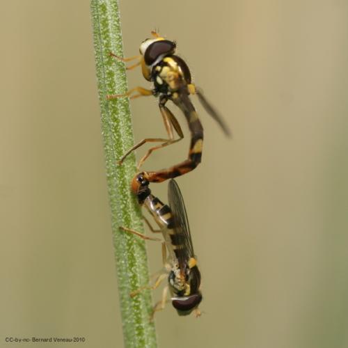 Réf. 59 723 : Sphaerophoria scripta