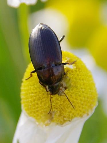 Amara sp.