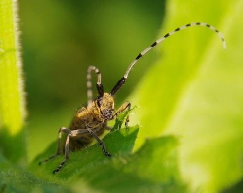 Réf. 59 386 : Agapanthia villosoviridescens