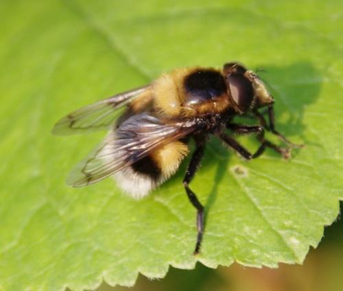 Volucella bombylans