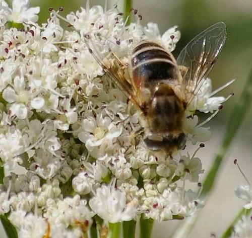 Eristalis arbustorum