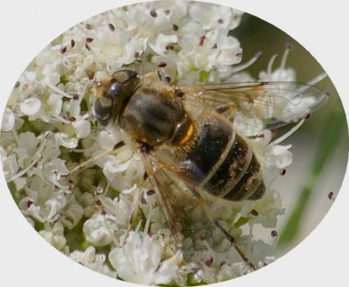 Eristalis arbustorum