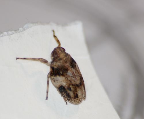 Issus coleoptratus