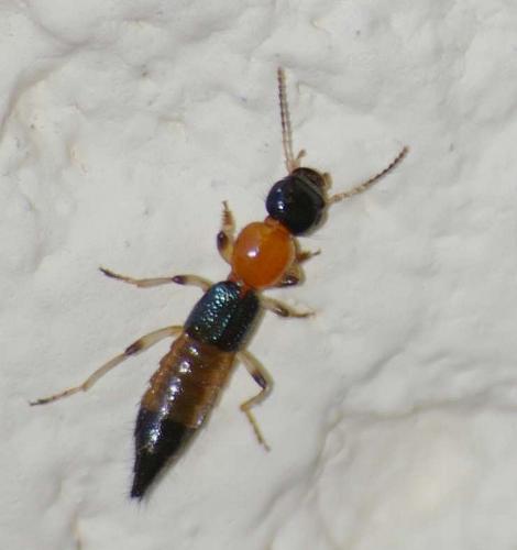 Réf. 59 090 : Paederus sp.