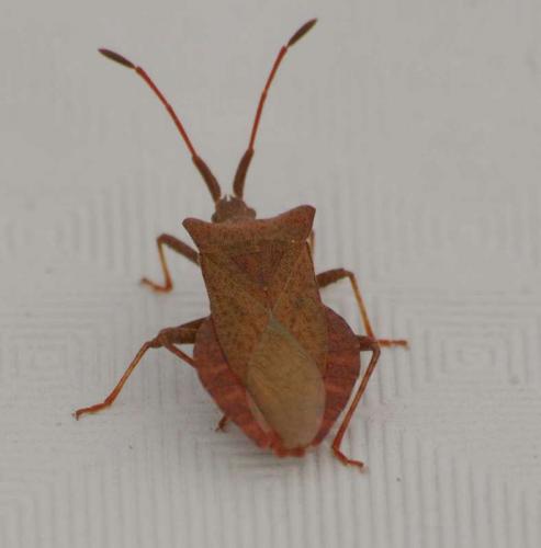 Coreus marginatus