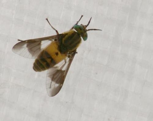 Chrysops sp.