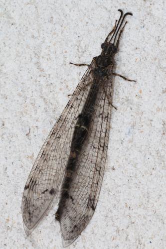 Réf. 59 829 : Distoleon tetragrammicus