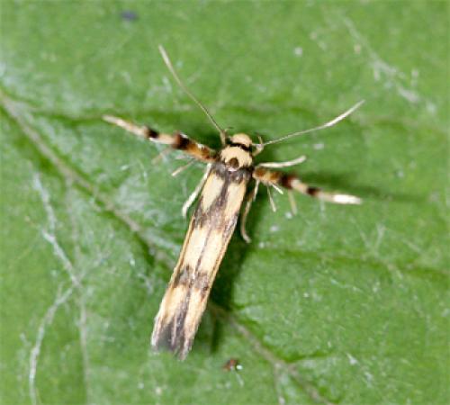 Stathmopoda pedella