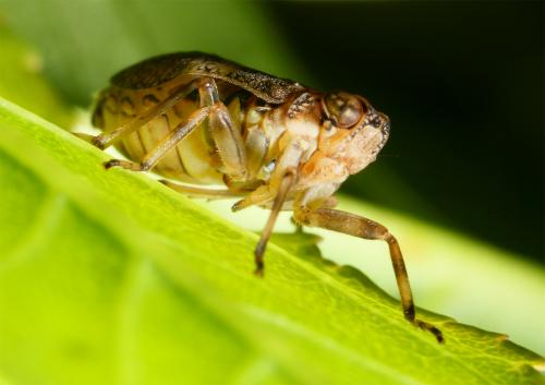 Issus coleoptratus