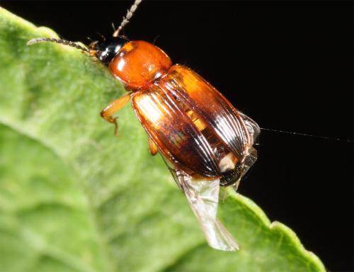 Stenolophus sp.