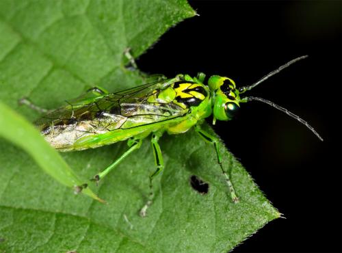 Réf. 59 003 : Rhogogaster sp.