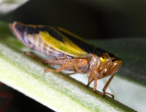 Evacanthus interruptus
