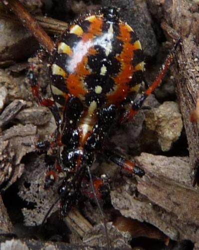 Rhynocoris sp.