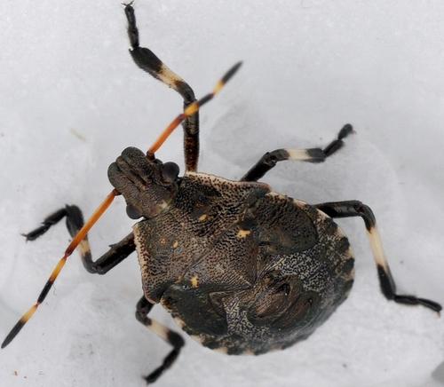 Réf. 59 978 : Picromerus bidens