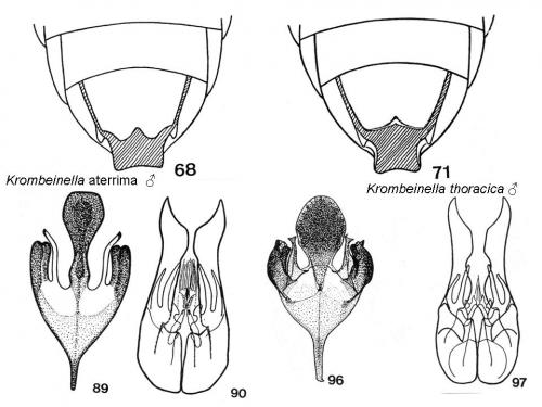 Krombeinella divers