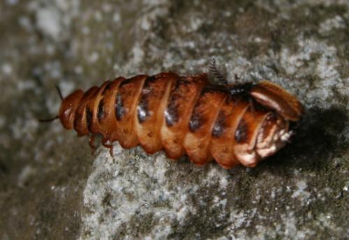 Drilus flavescens