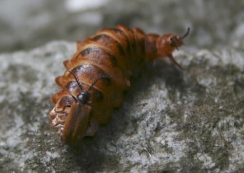 Drilus flavescens