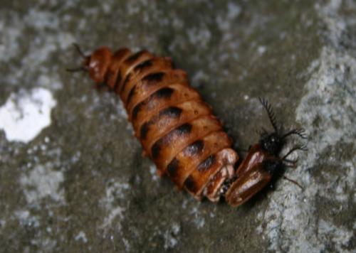 Drilus flavescens