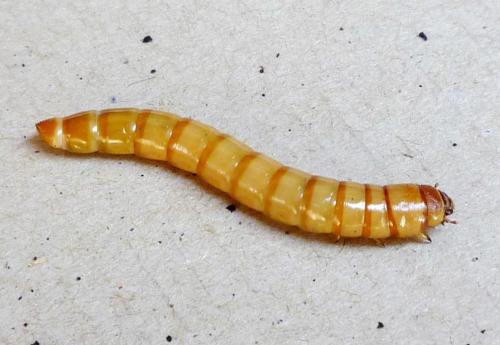 Blaps lusitanica
