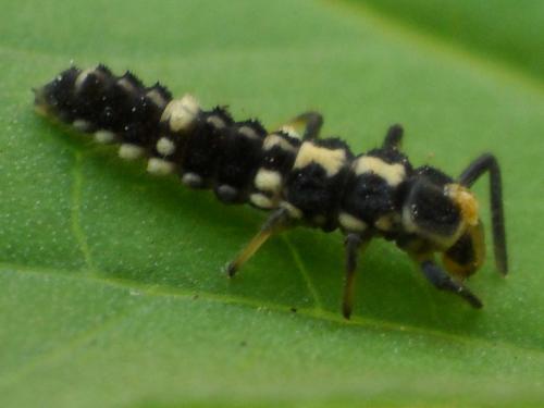 Réf. 59 238 : Propylea quatuordecimpunctata