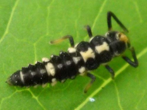 Réf. 59 240 : Propylea quatuordecimpunctata