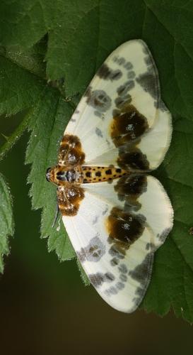 Réf. 59 468 : Abraxas sylvata