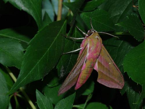 Deilephila elpenor