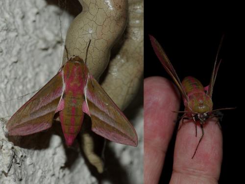 Deilephila elpenor