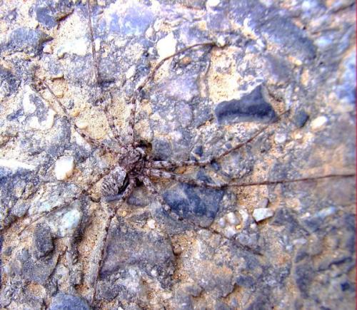 Philodromus sp.
