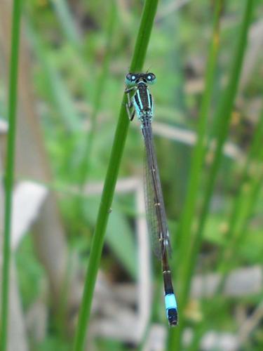 Réf. 59 678 : Ischnura elegans