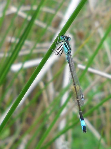 Ischnura elegans