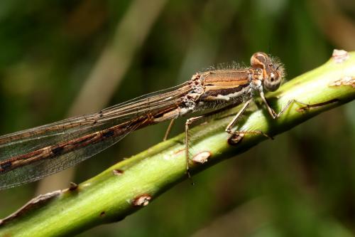 Réf. 59 797 : Sympecma fusca