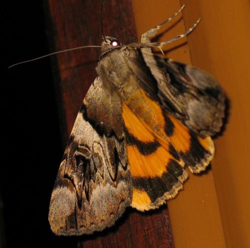 Réf. 59 905 : Catocala fulminea