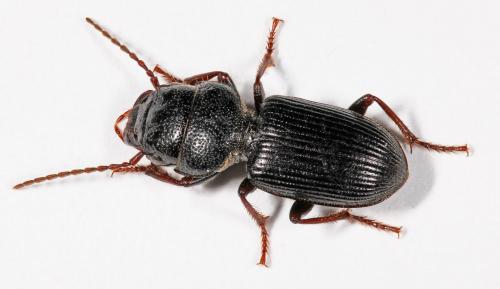 Dixus clypeatus
