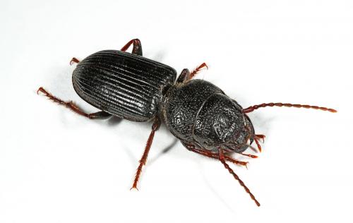 Réf. 59 666 : Dixus clypeatus