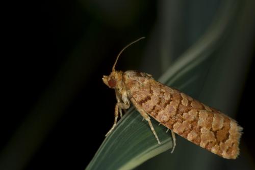 Réf. 59 692 : Lozotaeniodes formosana