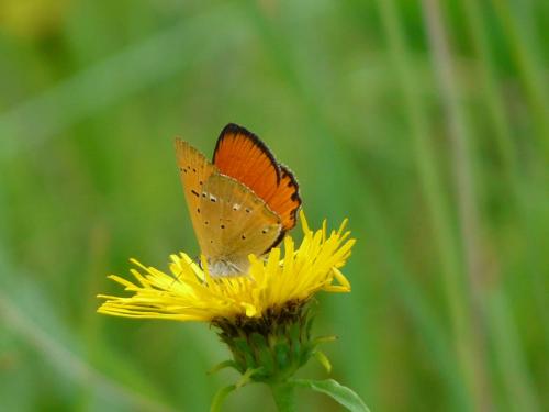 Lycaena virgaureae