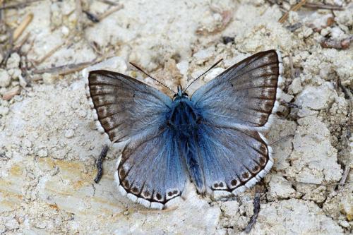Réf. 59 038 : Polyommatus sp.