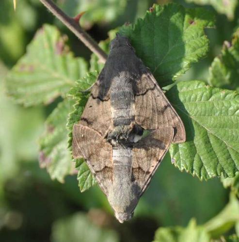 Réf. 59 104 : Macroglossum stellatarum
