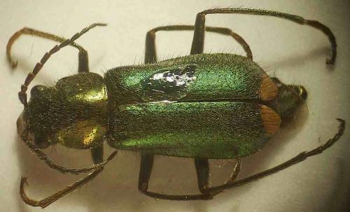 Réf. 59 637 : Clanoptilus arnaizi