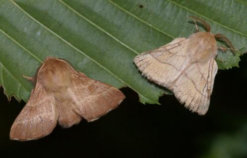 Malacosoma neustria