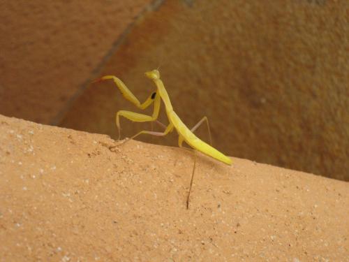 Mantis religiosa