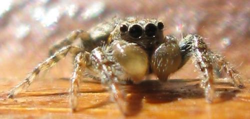 Marpissa muscosa