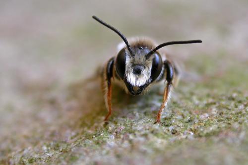 Réf. 59 771 : Megachile ericetorum